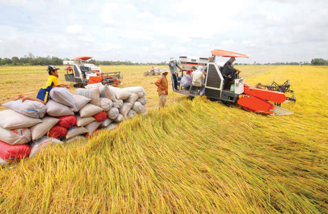 Nâng cao hiệu quả sản xuất lúa gạo